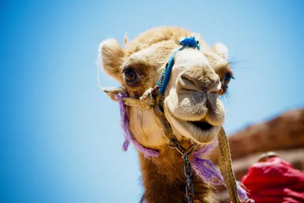 depositphotos 4279911 stock photo camel head
